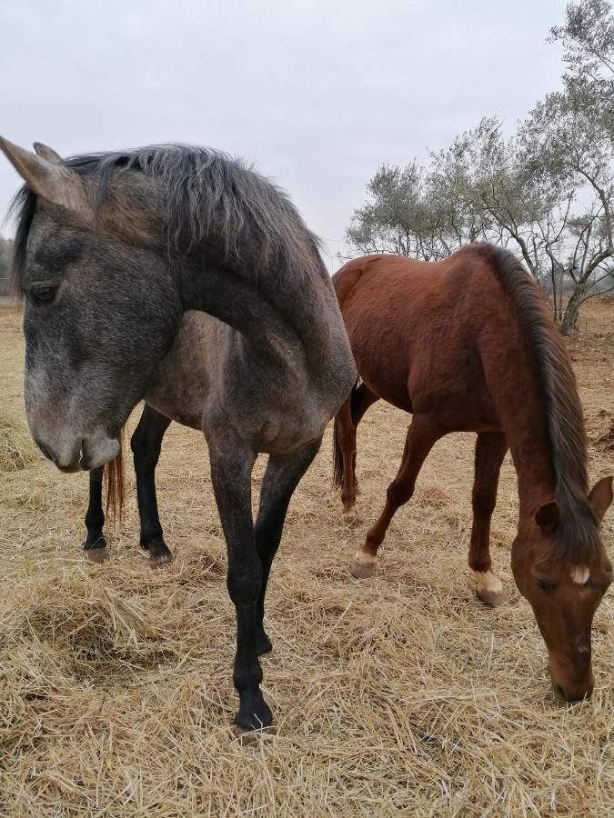 Ferienresidenz Lavandula Nova Vas  Εξωτερικό φωτογραφία
