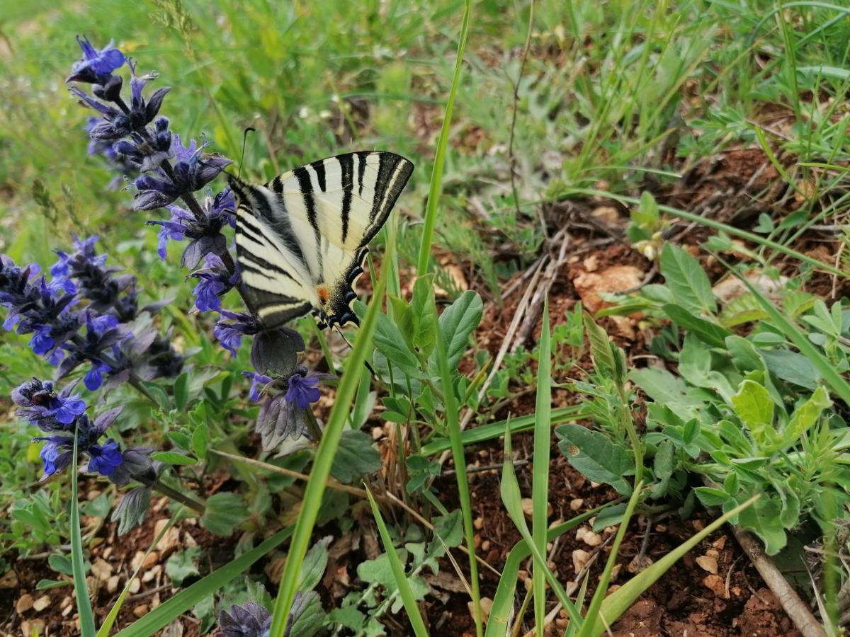 Ferienresidenz Lavandula Nova Vas  Εξωτερικό φωτογραφία